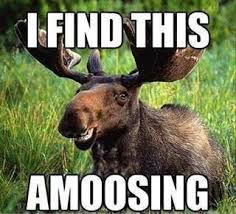 Funny Pictures And Quotes Amoosing Isn T It Funny Moose Animal Puns Funny Animal Pictures