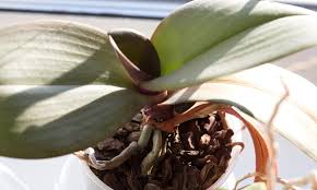 They are unsightly, but it's best to leave them until the naturally fall off. How To Fix Wrinkled Orchid Leaves Care Guide Brilliant Orchids