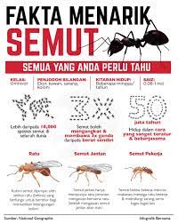 Semut berkawad satu satu didi kutip gula batu dan semua berkawad pulang ke busut berjumpa ratu semut. Niamza On Twitter Semut Berkawad Satu Satu Hora Horey Semut Berkawad Satu Satu Hora Horey
