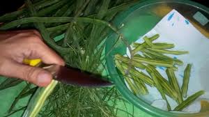 Malunggay, furthermore renowned as ben oil tree, has the following uses according to bureau of plant industry: Diy How To Peel Prepare Edible Fruits Of Moringa Malunggay By Mild Protector