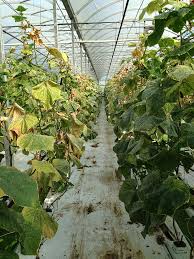 Image result for spider mites cucumber plants