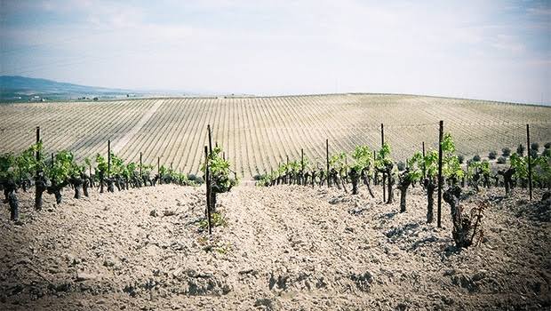 The brilliant white Albariza soil reflects the harsh Andalusian sun, AI generated