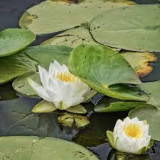 Image result for Nymphaea