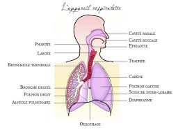 ➤ il s'agit d'un tirage d'art giclée d'une de mes aquarelles originales. Immunite Resistance Et Respiration Conseils Et Produits Naturels De L Herboristerie