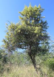 Image result for Tarchonanthus trilobus