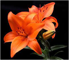 Orange Lily Orange Lily Flower Lily Flower Seeds Lily Flower