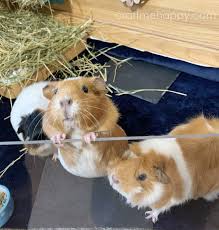 You won't believe how easy it is to make one yourself. Craft Me Happy How To Make Waterproof Guinea Pig Fleece Bedding