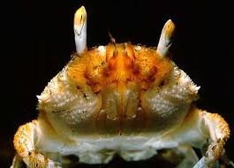 Image result for Cribbia brachyceras