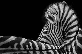 Blog Zebra Pictures Zebra Art Animal Photography