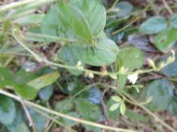 Image result for Teramnus