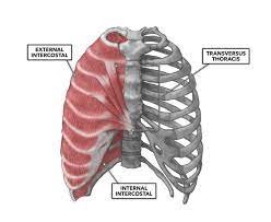 The rib cage is composed of the sternum and twelve paired ribs with their costal cartilages, which are anchored posteriorly from the 1st to the 12th thoracic vertebrae. Crossfit Thoracic Muscles Part 2