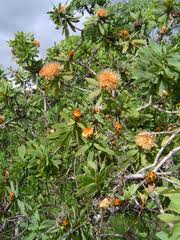 Image result for Anisopappus kirkii