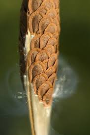 62 New Ideas Macro Nature Photography Plants Seed Pods In 2020 With Images Milkweed Seeds Seed Pods Macro Photography Nature