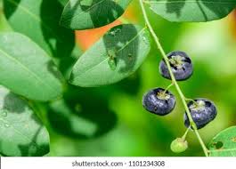 Image result for Phyllanthus reticulatus