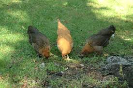 Chickens are usually grown for eggs for meat or for a dual purpose, but with the increasing number of small free range chicken farms and the demand for high as far as the most productive egg laying chickens goes, these are the best chicken breeds for this purpose. The Best Urban Backyard Egg Laying Hen Breeds Pethelpful By Fellow Animal Lovers And Experts