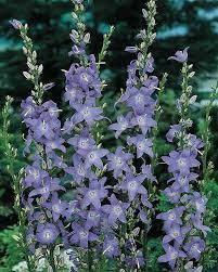 Blue Chimney Bellflower Perennials Flowers Perennials Botanical Flowers