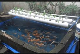 Bambu Sebagai Penyangga Harga Terpal Untuk Kolam Ikan Lele Ilmubudidaya Com