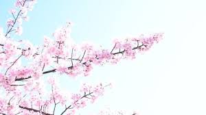 Hand drawn doodle cartoon colorful fir tree branch. Silhouettes Of Tree Branches And Stock Footage Video 100 Royalty Free 1068095108 Shutterstock