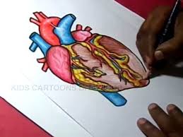Maybe you would like to learn more about one of these? Human Heart Drawing Easy With Color
