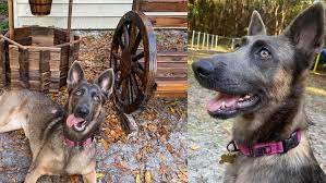 I still feel the pain even today. K9 Services German Shepherd Rescue Inc Searches For Missing Dog Wtsp Com