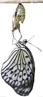 Rice Paper Butterfly Emerging From Chrysalis Gossamer Wings Butterfly Flowers Art For Art Sake