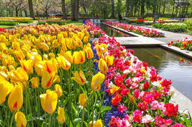 Ile zarobisz w holandii feat humans@work. Wiosna Tulipany Park Keukenhof Lisse Holandia Tulips Beautiful Beautiful Flowers