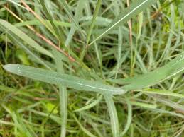 Image result for Andropogon gayanus