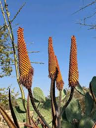 Image result for Aloe aculeata × excelsa