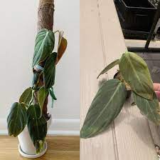 Philodendron melanochrysum is endemic to colombia and ranges into ecuador and peru being found mainly in premontagne moist forest at elevations of about hi everyone! Two Months Growth Of My Philodendron Gigas Aroids