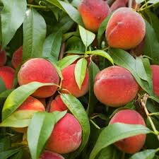 How To Grow And Care For Peach Trees Gardener S Path
