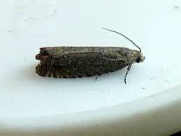 Image result for Cydia microgrammana