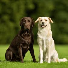 The food your puppy is eating is very important for it to grow. Labrador Retriever Puppy Growth Chart Weight Calculator