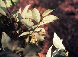 Image result for Xylopia acutiflora