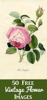 Click here to download new freebies vintage floral illustrations kit. 50 Favorite Free Vintage Flower Images Flower Printables Free Free Vintage Printables Vintage Flower Prints
