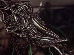 We did not find results for: Snake Facts Hey Baby