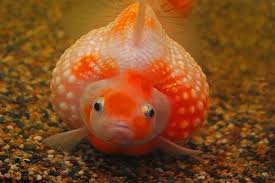 Congratulations on purchasing a betta fish! Pin On Sea Creatures And Water Dwellers
