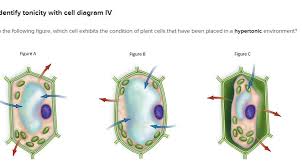 We did not find results for: Blentify Tonicity With Cell Diagram Iv The Following Chegg Com