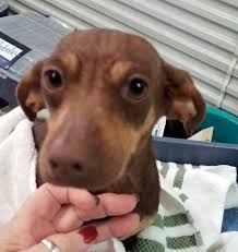 Chiweenie Dog For Adoption In Lewisburg Tn Adn 738269 On Puppyfinder Com Gender Male Age Baby Chiweenie Dogs Dog Adoption Kitten Adoption