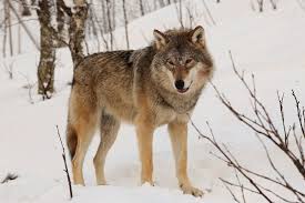 eurasian wolf wikipedia