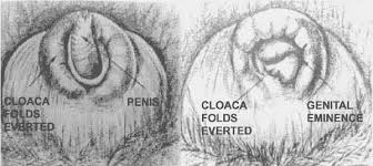 Image result for how to insert male organ into female organ