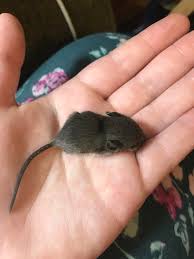 If your mouse were in the wild, it would cuddle with its mother and siblings. No Id Needed I Just Need Advice My Dog Brought This Little Baby Field Mouse Inside And We Can T Find Her Mother I Made Some Diy Formula For The Night As The