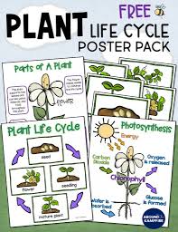 Plant Life Cycle Anchor Chart Www Bedowntowndaytona Com