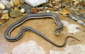 Other common names for this snake are black snake, pilot black snake (for the belief that they lead timber rattlesnakes to their winter den sites), and chicken snake. many oklahomans might refer to this as the black ratsnake but recent biological studies have changed the common name and the subspecies was elevated to full species status. Queen Snake Alchetron The Free Social Encyclopedia