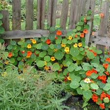 Mit deinem kauf reduzierst du abfall und machst die welt nachhaltiger. Saatgut Tropaeolum Majus