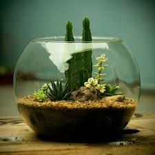 1001 Modeles De Terrarium Plante En Bocal Ferme Ou Ouvert Terrarium Bocaux Terrarium Cactus Jardin Miniature