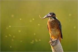 Yali Capkini Pet Birds Kingfisher Bird Species