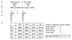 Soal dan pembahasan pola pewarisan sifat pada hukum mendel. Genetika Hukum Mendel