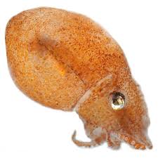 Image result for Octolepis