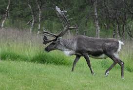 Quand une milf succombe à un jeunot en rut. Reindeer Wikipedia