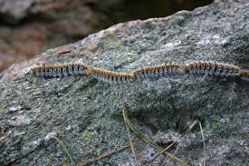 Le territoire français est davantage concerné par celle du pin qui sévit principalement dans le sud et l'ouest de la france. La Chenille Processionnaire Du Chene Un Probleme Environnemental Et De Sante Majeur Dans L Eure La Depeche Louviers